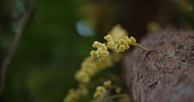 (Baccaurea ramiflora) Blooming Baccaurea ramiflora growing on a tree.