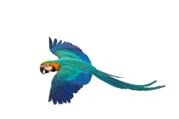 Gordijnen Colorful parrot flying isolated on transparent background png file. High quality instant download parrot png  © Passakorn