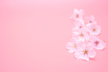 Cherry blossom isolated on pink background. sign of spring