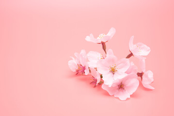 Cherry blossom isolated on pink background. sign of spring