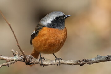 daurian redstart on a perch