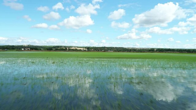 Rice Agriculture Field Aerial in Portugal 4K