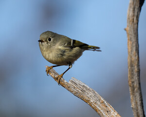 Ruby-crowned Kinglet.