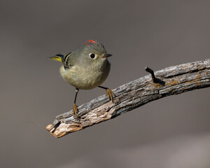 Ruby-crowned Kinglet.