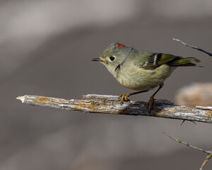 Ruby-crowned Kinglet.