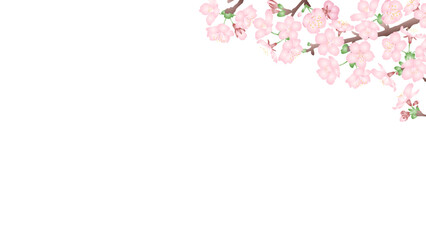 白背景にグラデーションで立体的な桜の花のベクターイラスト　横型