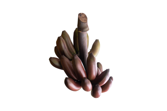 Banana (Musa acuminata) It is species of banana that has dark red skin. Fresh brown banana old bunch about to ripen fruit for healthy bones. Popular to eat all over world. Isolated on cutout PNG. 