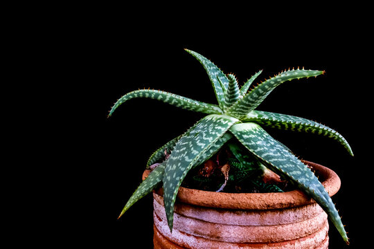 Closeup of Spotted From Aloe Vera Var. Chinensis Plant