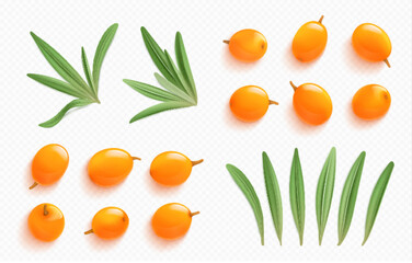 Fototapeta na wymiar Sea buckthorn elements, orange berries and green leaves isolated on transparent background. Natural plant, fresh seabuckthorn fruits, vector realistic illustration