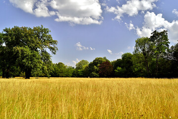 Großer Garten (Sommer)