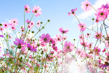 Obraz na płótnie Canvas Pink cosmos flowers in garden with sunrise.