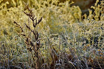 Gräser im Winter