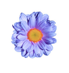 Chrysanthemum flower. Close up blue-purple small head flower isolated on white backgroud. Top view exotic flower.