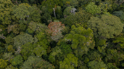 AMAZON FORESTS NEAR THE CITY OF IQUITOS, IN PERU
