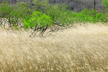 風走る早春の釧路湿原（標茶町）