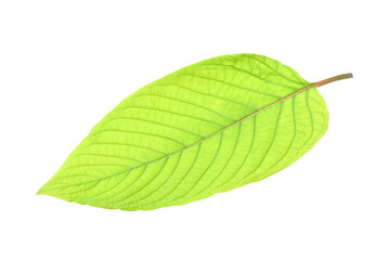 Obraz premium Mitragyna speciosa korth (Kratom) on transparent png