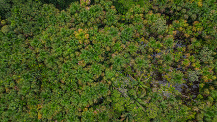 Aguaje forests, aguajales in the city in the Amazon jungle
