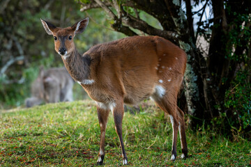 Closeup of a Cape Bushbuck, Drakensberg Mountains, South Africa
