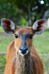 Closeup of a Cape Bushbuck, Drakensberg Mountains, South Africa