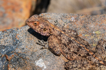 Closeup of  a rock agama lizard sunbathing on a rock, Magalisberg mountains, South Africa