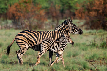 Mother zebra and foal running, Pilanesberg Game Reserve