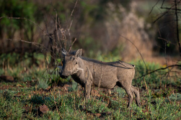Warthog, Pilanesberg Nature Reserve