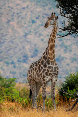Giraffe in the Pilanesberg Nature Reserve