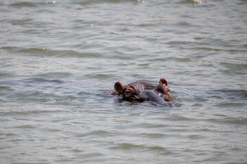 A hippo surfaces to breath, Pilanesberg Nature Reserve