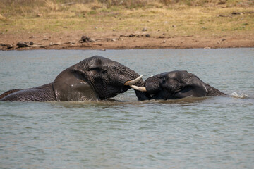 Fototapeta premium Elephant bathing and playing in a dam, Pilanesberg nature Reserve, South Africa