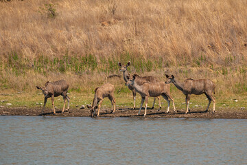 Small herd of kudu come to the bank of a dam to drink, Pilanesberg Nature Reserve
