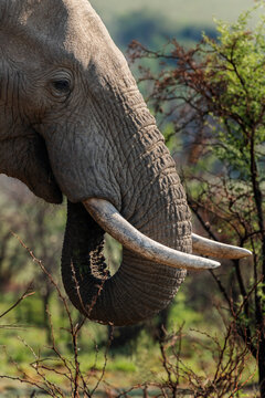 Closeup of an African elephant