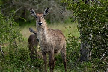 Young female waterbuck in the Kruger National Park, South Africa