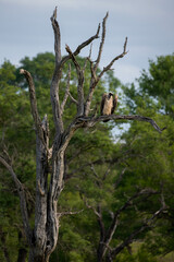 White-backed vulture perched in a dead tree, Kruger National Park, South Africa