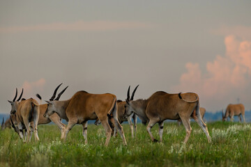 Naklejka na ściany i meble Small herd of Kudu in a field of green grass at dusk