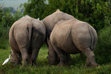 Fototapeta premium Three white rhino grazing on green grass with trees in the background