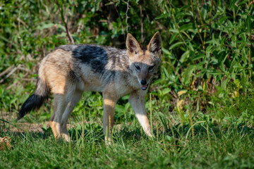 Closeup of a black-backed Jackal in the Rietvlei Nature Reserve, South Africa