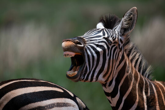 Fototapeta Closeup of a zebra braying, Rietvlei Nature Reserve, South Africa