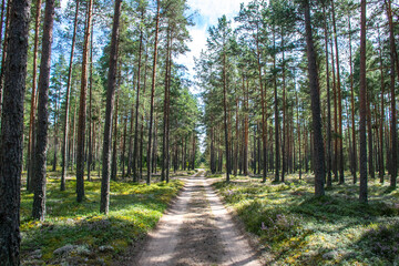 Fototapeta na wymiar Forest trails through Lahemaa National Park in Estonia