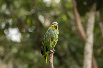 Colorful Amazon parrots rescued from illegal wildlife trade