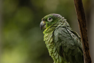 Colorful Amazon parrots rescued from illegal wildlife trade