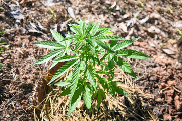 Marijuana leaves - cannabis plant tree growing in pot on nature green background, Hemp leaf for extract medical healthcare natural
