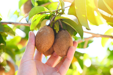 sapodilla fruit on the sapodilla tree plant on summer, sapodilla plum in the garden fruit in thailand