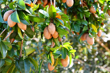sapodilla fruit on the sapodilla tree plant on summer, sapodilla plum in the garden fruit in thailand - 569426579