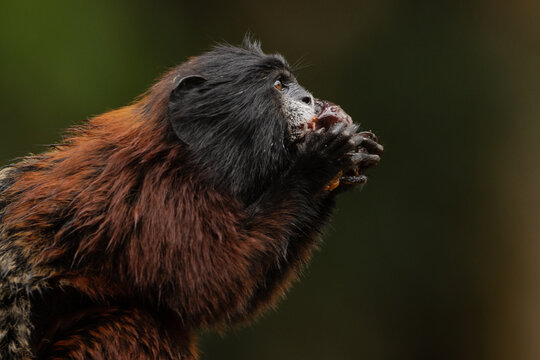 Amazon monkeys eating fruits, saguinus species, friendly monkeys residing in amazon rescue center