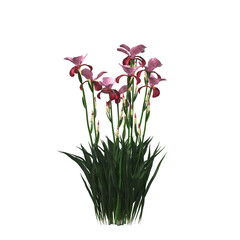 decorative flowers and plants for the interior, isolated on transparent background, 3D illustration, cg render