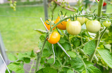Homegrown yellow tomatoes ripening in a greenhouse supported by wire