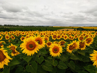 Field of sunflowers. The sky is covered with gray clouds. - 569428163