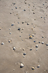 Fototapeta na wymiar Sea shells on the beach Sebastian Inlet Florida