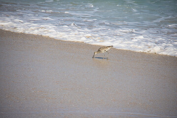 Sandpiper in the surf at Spanish House beach in Sebastian Inlet state park