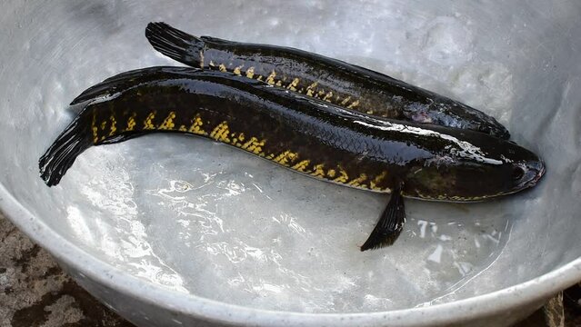 Fresh water live murrel fish, Channa striata, Snakehead fish